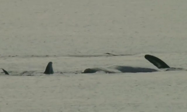 02.-Whales in Patagonia-4.jpg