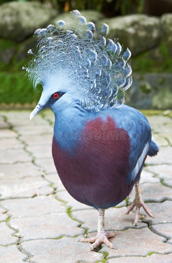 victoria-crowned-pigeon-goura-victoria-30813217 1.jpg