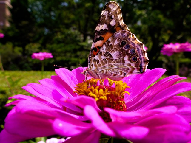 butterflyonflower1.jpg