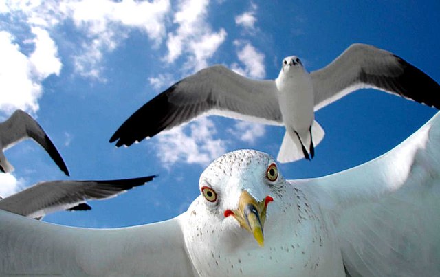 seagull-stare.jpg