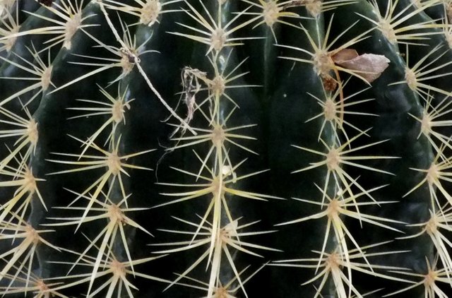 0908-Cactus.jpg