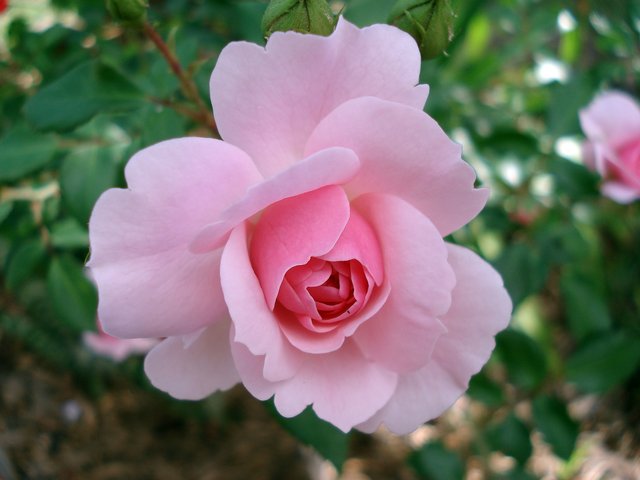 rose-185961_1920.jpg