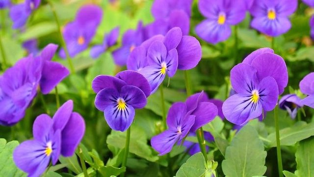 pansies-purple.jpg