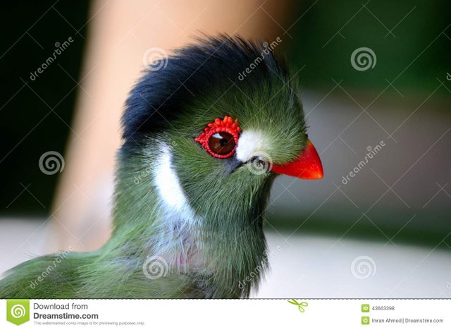 pájaro-verde-delicado-con-los-remiendos-blancos-del-pico-rojo-y-la-corona-negra-43663398.jpg