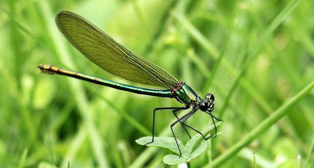 dragonfly-1461826_1280.jpg