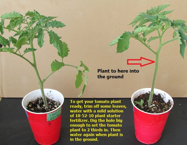 Get plants ready to plant in garden.jpg