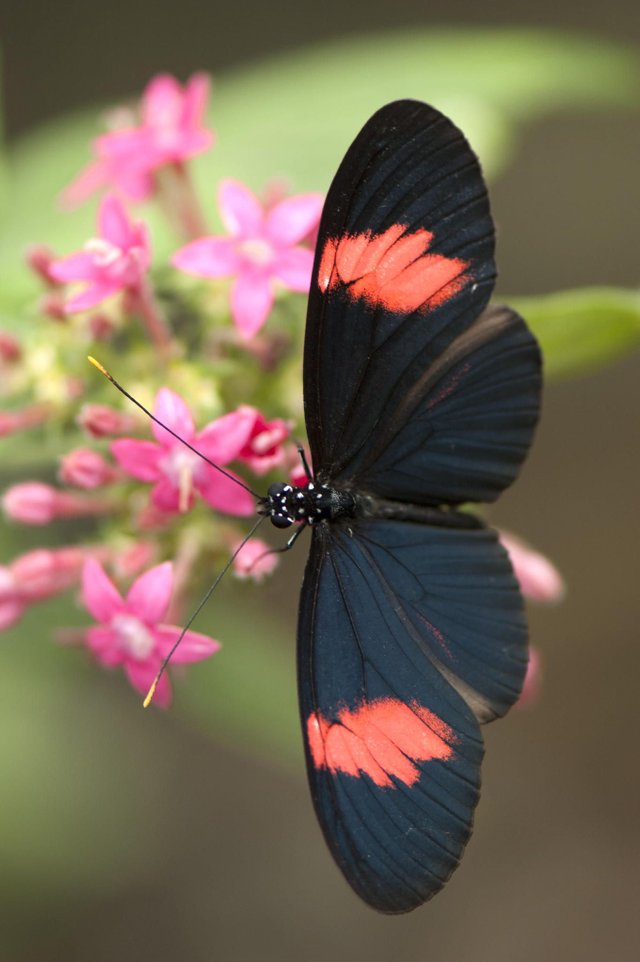 mariposa by Magi Franquesa _ 500px.jpeg