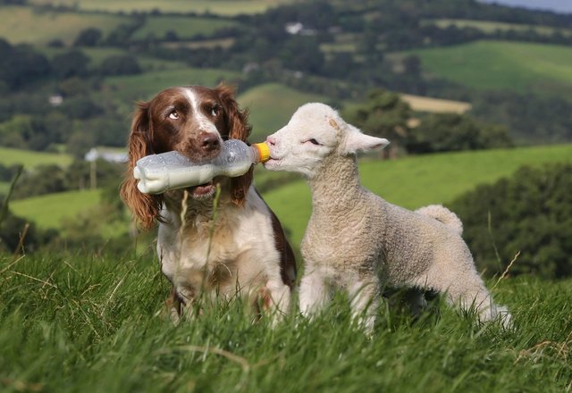 dog-bottle-feeding-baby-lamb-002.jpg