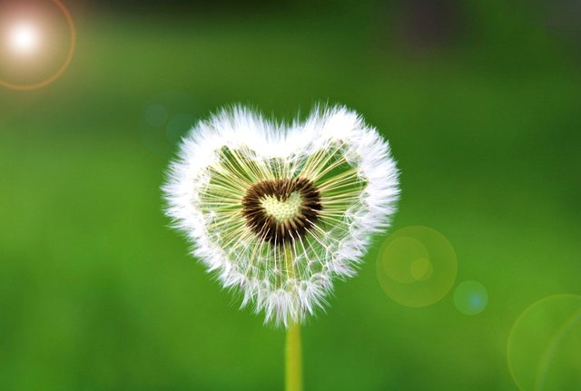 dandelion-4382560_1280.jpg