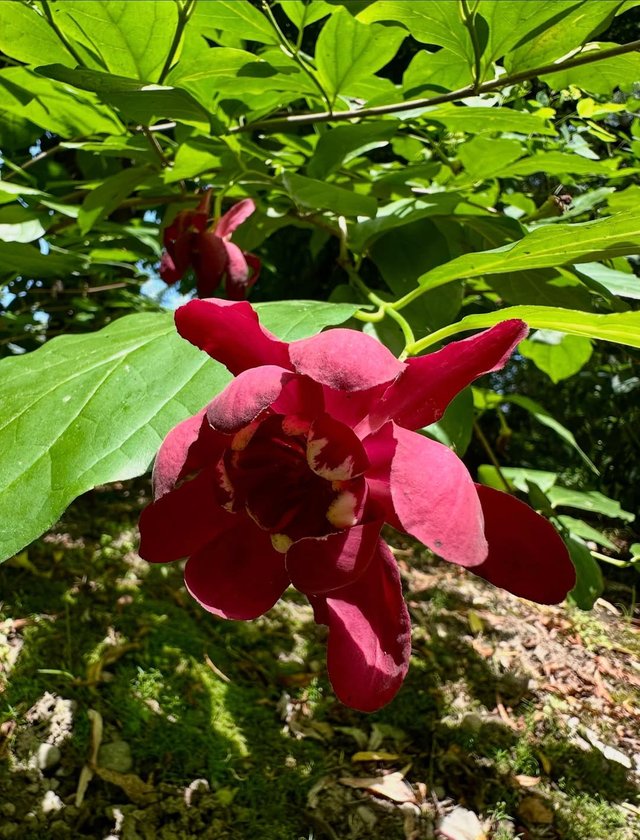 IMG_20250729_091157.jpg