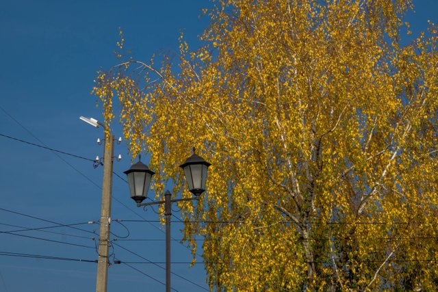 фонари на фоне дерева2.jpg