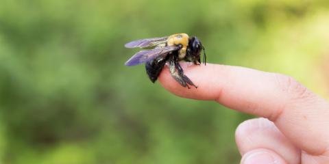 bolivar-mo-wasp-control.jpg