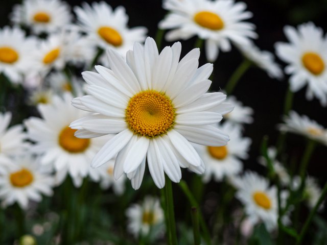 girasoles blancos.jpg