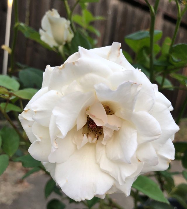 full bloom white rose