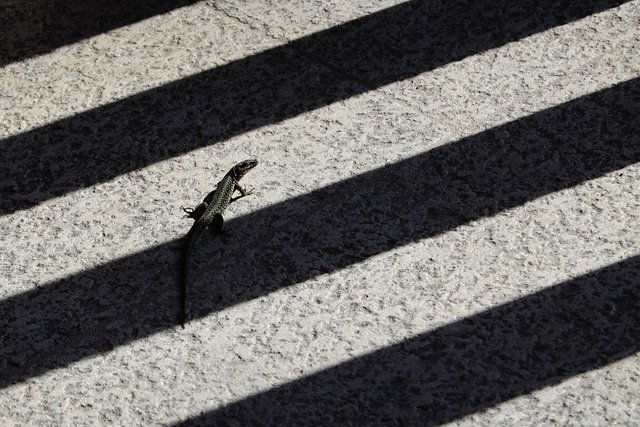 Striped lizard1.JPG