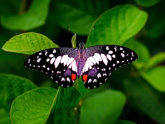 Butterfly-World-3.jpg