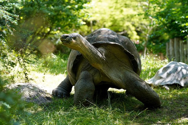 tortoise-7297067_1280.jpg