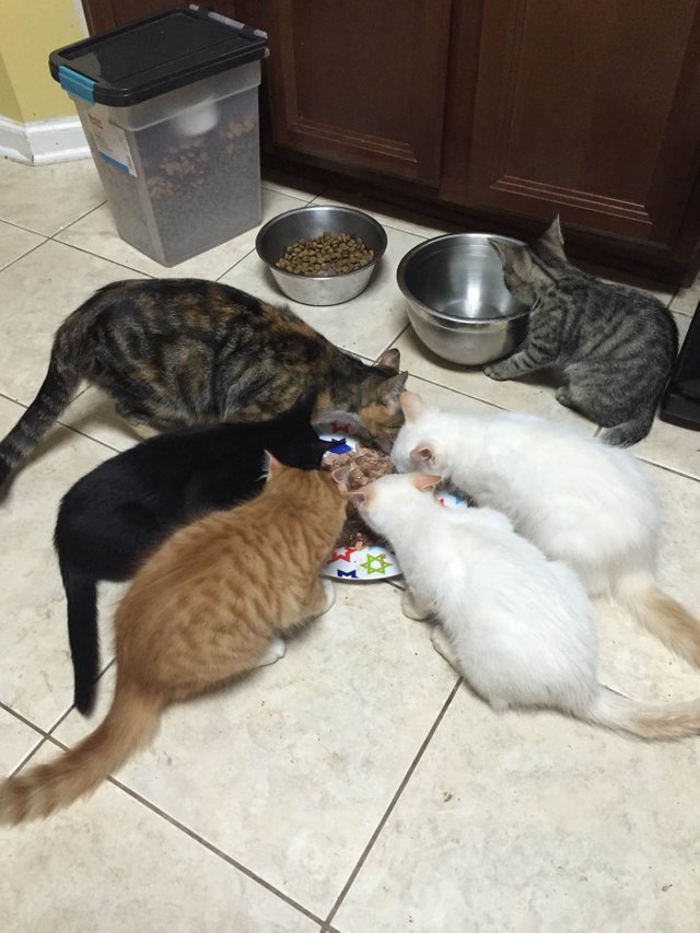 cat-family.jpg