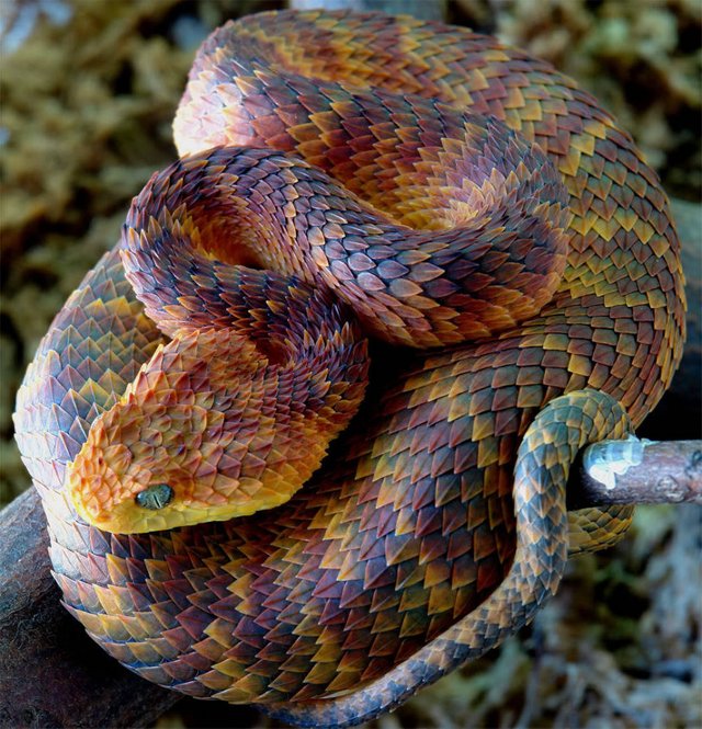 Atheris hispida — Steemit