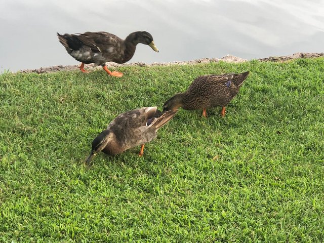 3 ducks.jpg