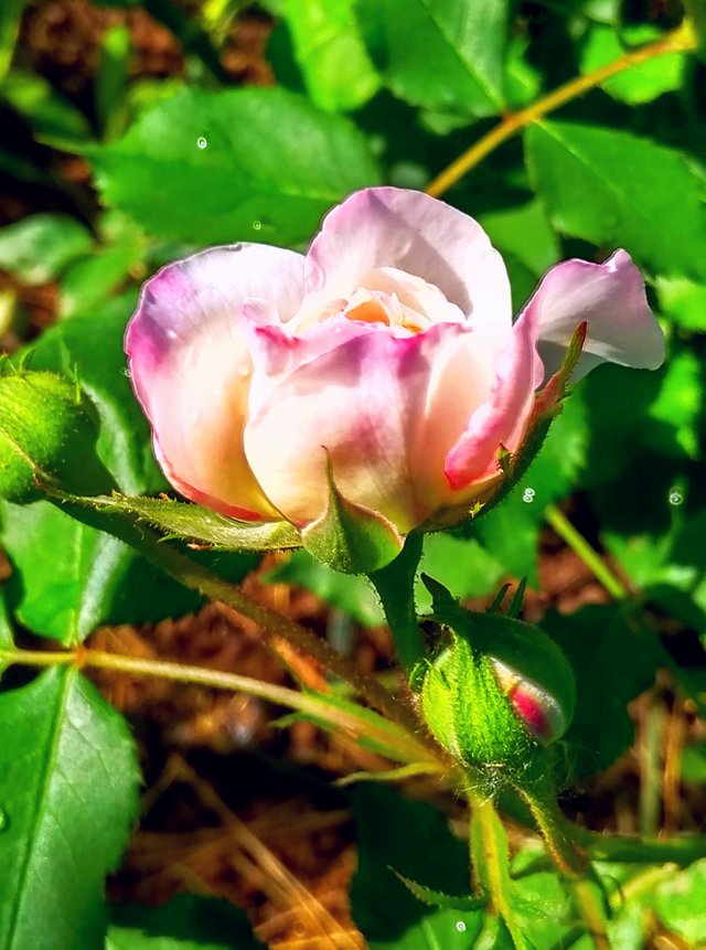 роза лепестки 06.jpg
