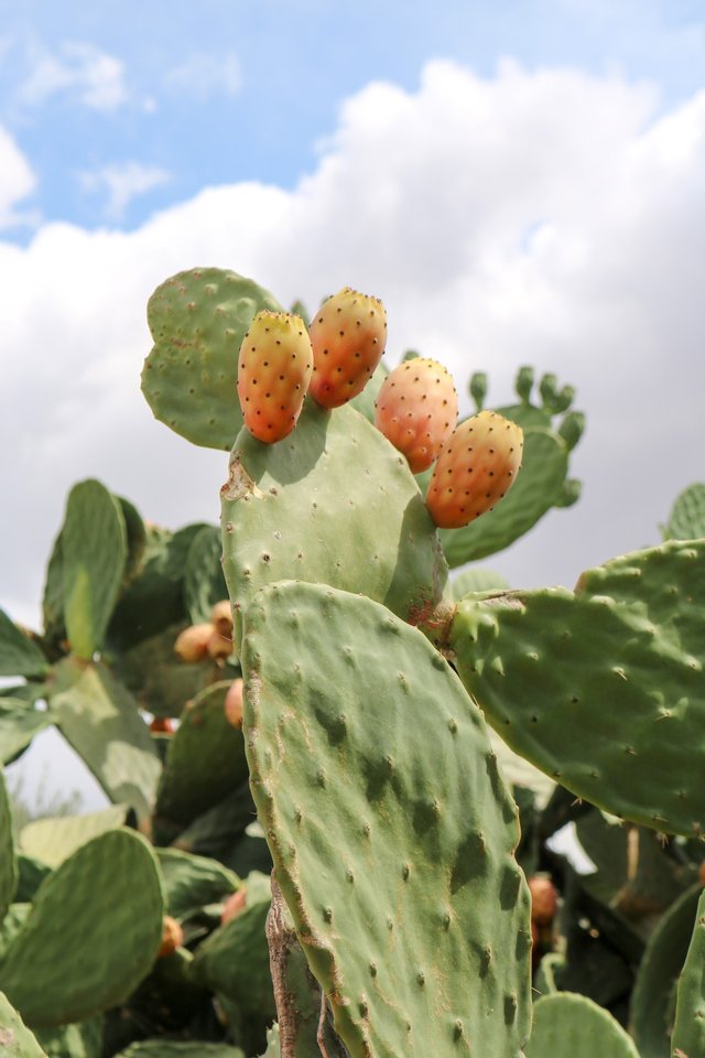 prickly-pear-gdc3329b87_1920.jpg