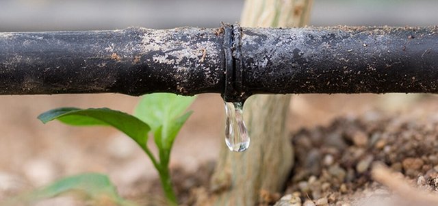 Drip Irrigation.jpg