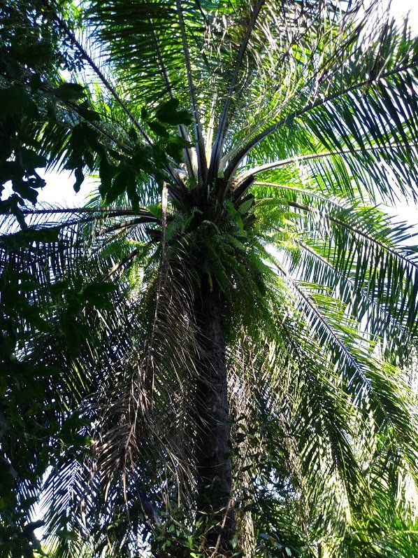 AfricanOilPalmCanopy.jpg