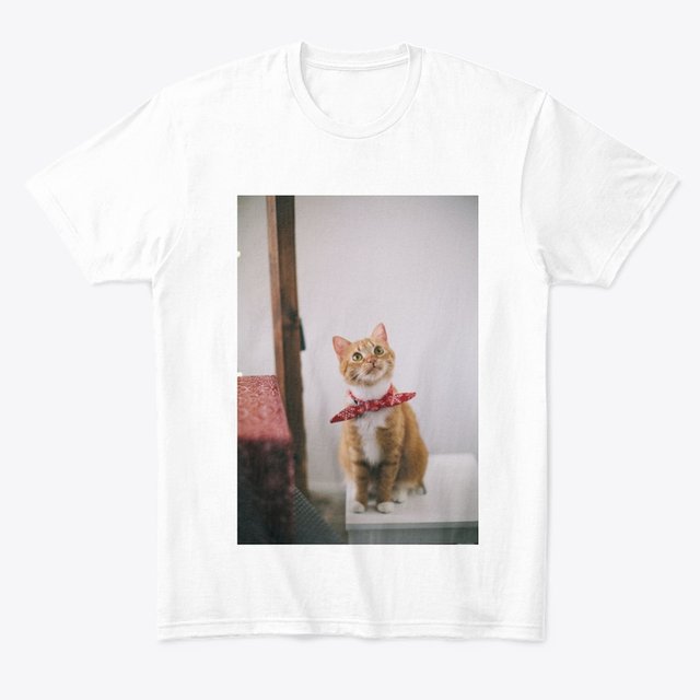 cute cats t-shirt.jpg