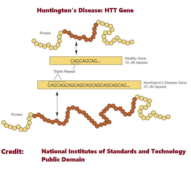 Huntington's_disease_(5880985560) National Institute of Standards and Technology public.jpg