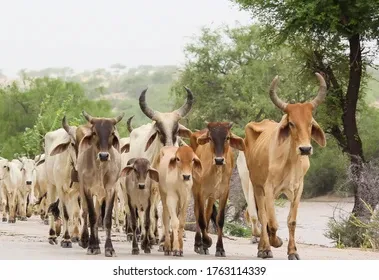 cows-coming-back-hometown-tharparkar-260nw-1763114339.webp