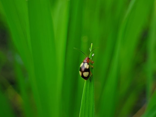 RIYAN_20250401_071132_🦋Macro Bee pro.PORTRAIT.jpg