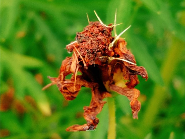 Withered Petal3.jpg