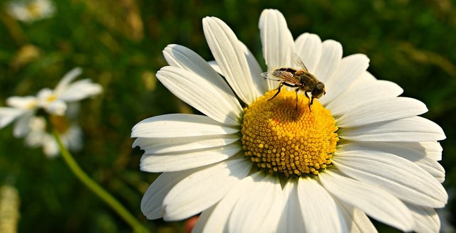 ox-eye-daisy-3576380_960_720.jpg