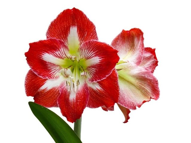 amaryllis-plant.jpg