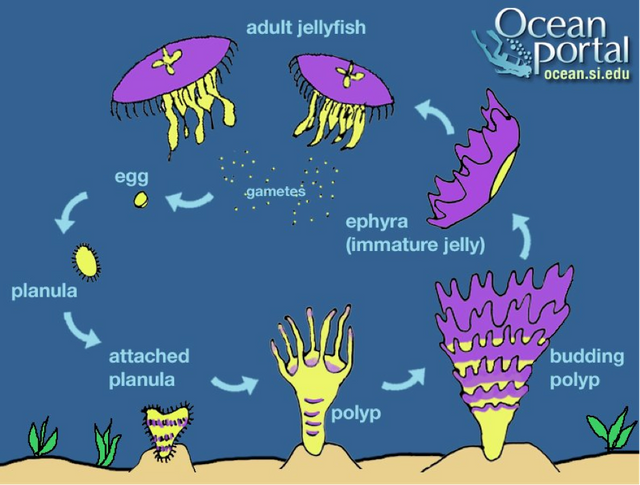 Jellyfish-cycle.png