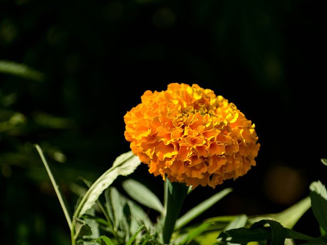 Marigolds.jpg