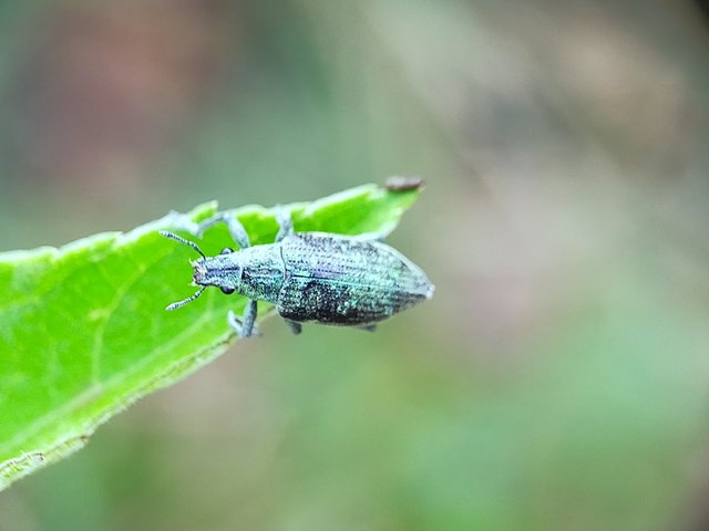 Borer Beetles (11).jpg