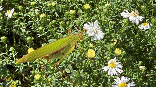 IMG_4723.jpeg