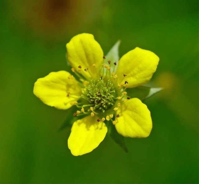 Wood Avens 4.jpg