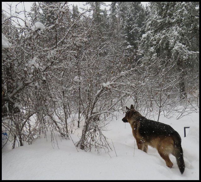 Bruno looking out onto snowy scene by courtyard.JPG