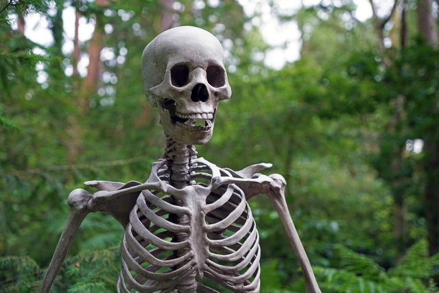 skeleton-1522620_1920.jpg