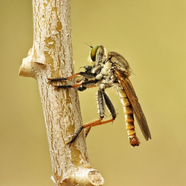 robber-fly-5716838_1280.jpg