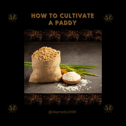 How to cultivate a paddy_20240916_003727_0000.png