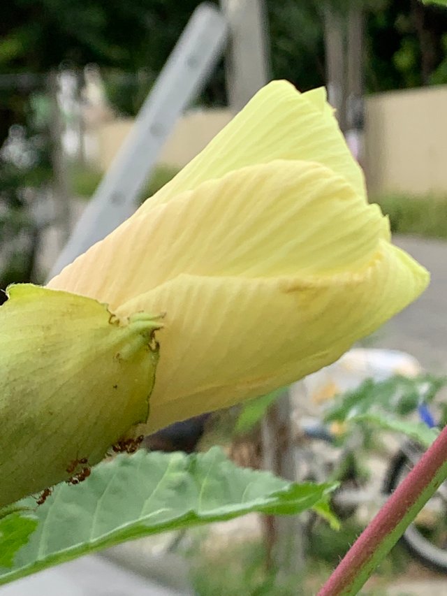 vegetable4.jpg