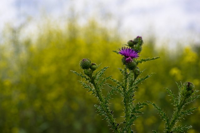 17-06-2018-thistle-06428.jpg