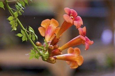 trumpet-vine1-400x265.jpg