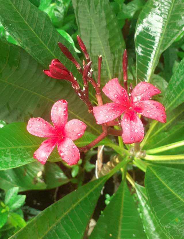 p6.jpg