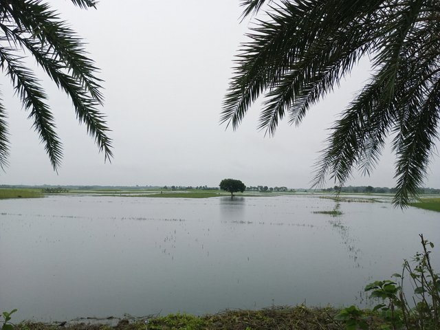 IMG_20250804_062330_932.jpg