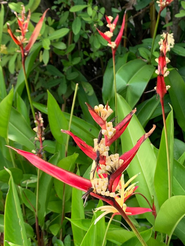 garden125.jpg